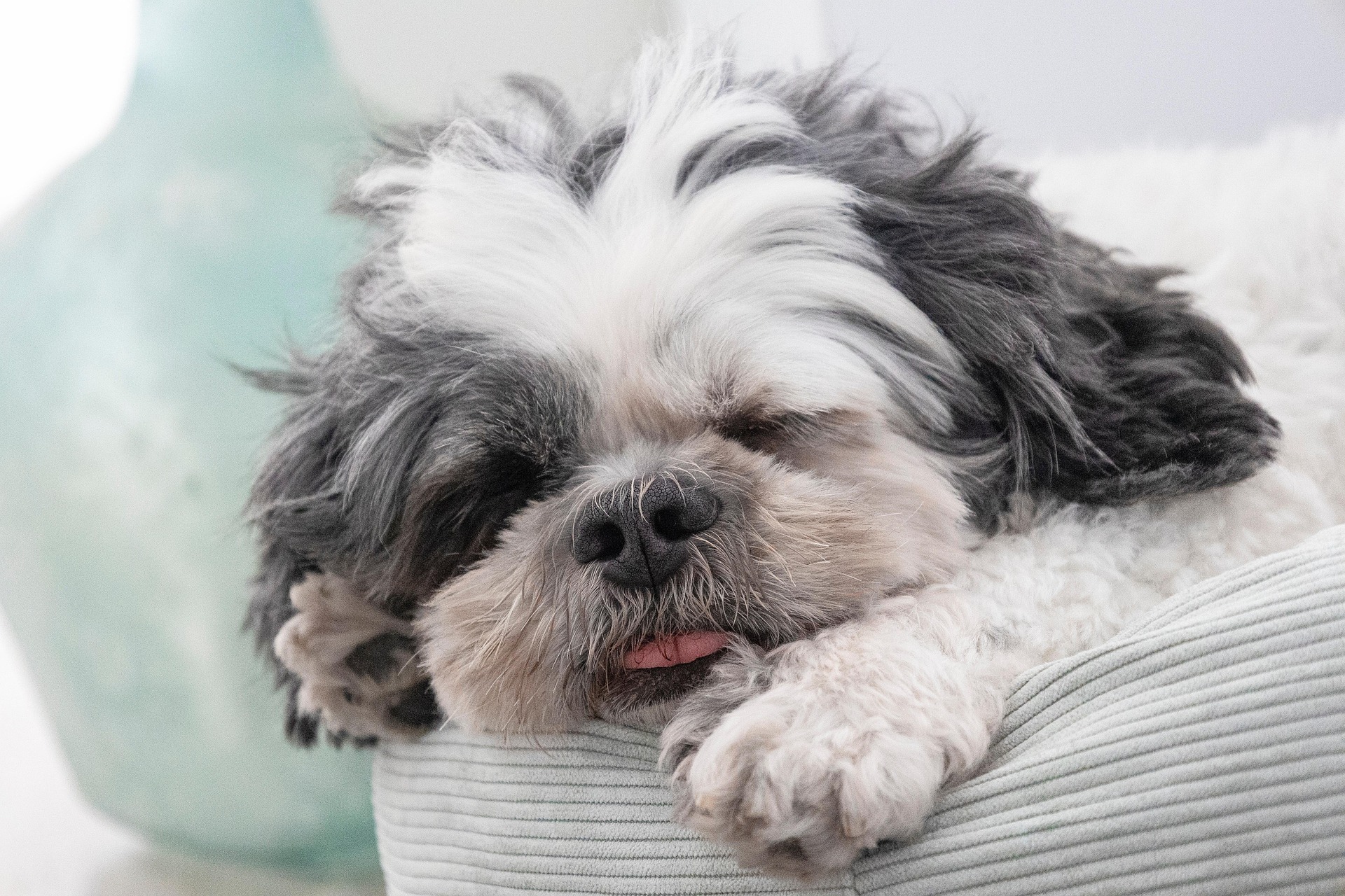 Best Pet-Friendly Airbnb Poet’s Studio Tucson and La Bougainvillea